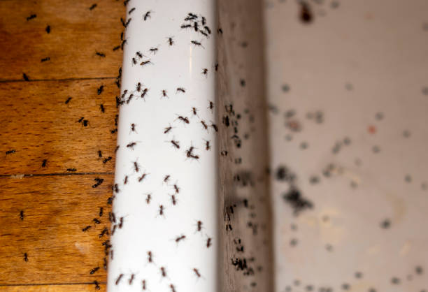 Spider Control Near Me in County Center, VA